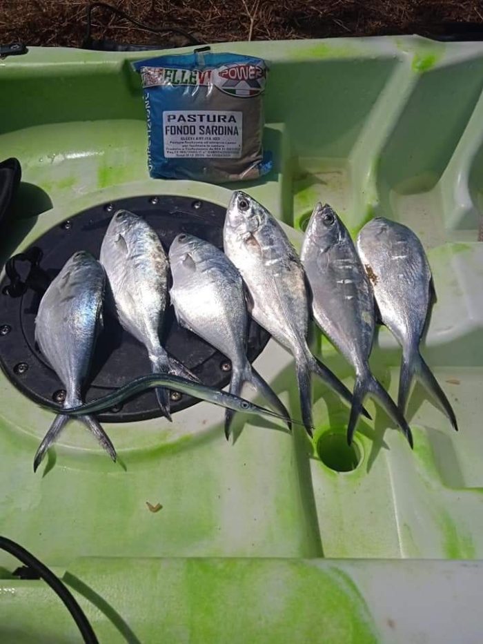 PASTURA PESCA IN MARE ELLEVI - BOGA SALPA ALGA VERDE KG1 - immagine 3